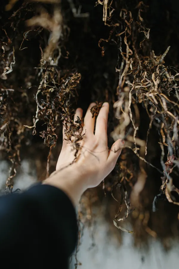 Photo of an arm and a hand touching some curly seagrass hanging from above.